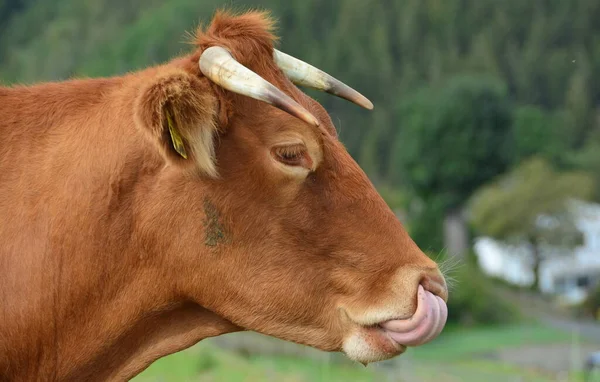 Скот Коровы Телята Прекрасная Жизнь Пастбище — стоковое фото