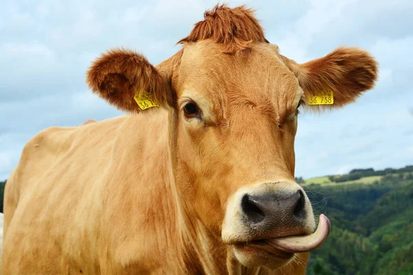 Bovinos Vacas Bezerros Uma Bela Vida Pasto Imagens De Bancos De Imagens Sem Royalties