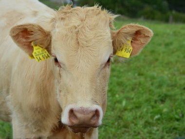 Sığırlar, inekler ve buzağılar. Otlakta güzel bir hayat.