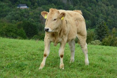 Sığırlar, inekler ve buzağılar. Otlakta güzel bir hayat.