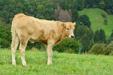 Sığırlar, inekler ve buzağılar. Otlakta güzel bir hayat.