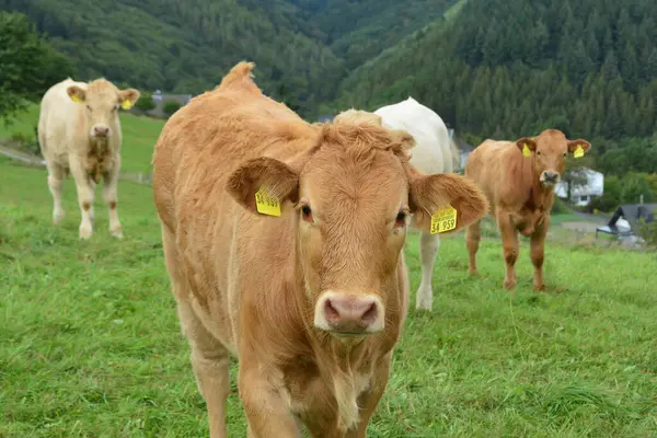 Sığırlar, inekler ve buzağılar. Otlakta güzel bir hayat.
