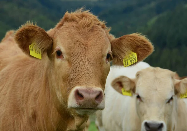 Bovins Vaches Veaux Une Belle Vie Dans Pâturage — Photo