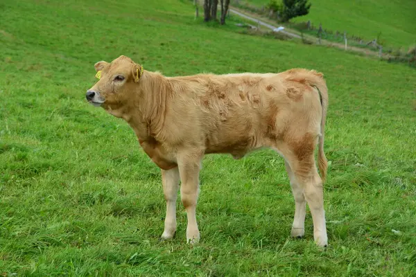 Rinder Kühe Und Kälber Ein Schönes Leben Auf Der Weide — Stockfoto