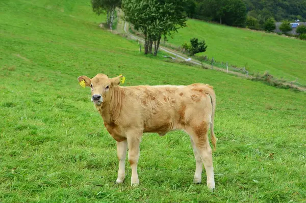 Bovinos Vacas Terneros Una Hermosa Vida Pastizal —  Fotos de Stock