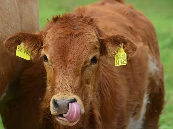 Skot Krávy Telata Krásný Život Pastvině — Stock fotografie