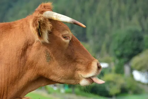 Bovinos Vacas Terneros Una Hermosa Vida Pastizal —  Fotos de Stock