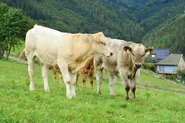 牛和小牛 牧场上美丽的生活 — 图库照片