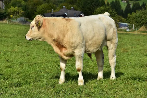 Rinder Kühe Und Kälber Und Ein Schönes Leben Auf Der — Stockfoto