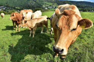 Sığırlar, inekler ve buzağılar ve otlakta güzel bir hayat.