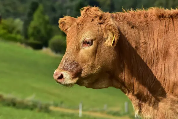 Bydło Krowy Cielęta Oraz Piękne Życie Pastwisku — Zdjęcie stockowe