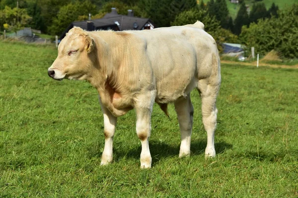 Rinder Kühe Und Kälber Und Ein Schönes Leben Auf Der — Stockfoto