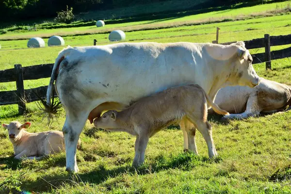 Ganado Vacas Terneros Una Hermosa Vida Pasto —  Fotos de Stock