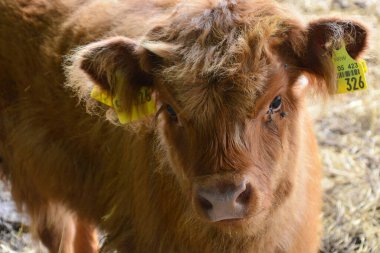 İskoçya Sığırları 'ndan buzağı