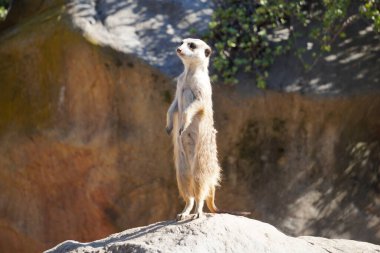 Hayvanat bahçesinde bir kaya üzerinde Meerkat duran