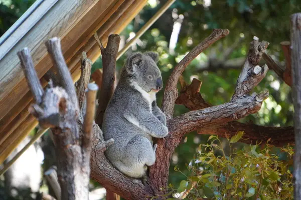 Koala Sedí Stromě Zoo — Stock fotografie