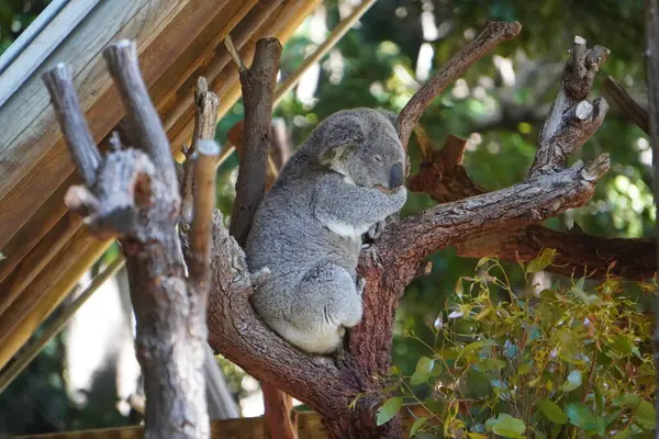 Koala Durmiendo Árbol Zoológico —  Fotos de Stock