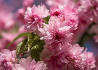 daldaki bahar çiçekleri