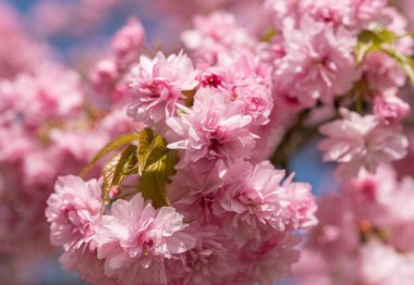 Baharda güzel sakura çiçekleri