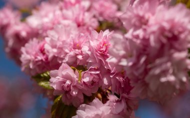 Bahçedeki güzel pembe çiçekler