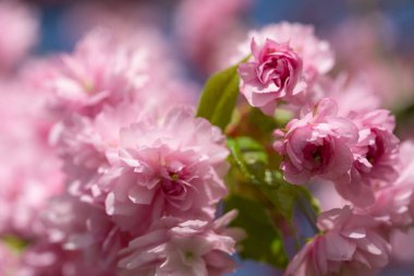 Sakura güzel kiraz çiçekleri baharda.