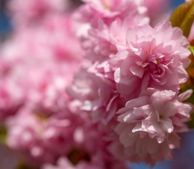 Sakura güzel kiraz çiçekleri baharda.