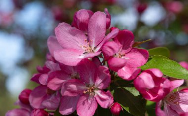 Sakura güzel kiraz çiçekleri baharda.