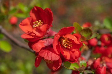 Güzel kırmızı bahar çiçekleri