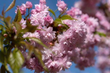 Sakura güzel kiraz çiçekleri baharda.