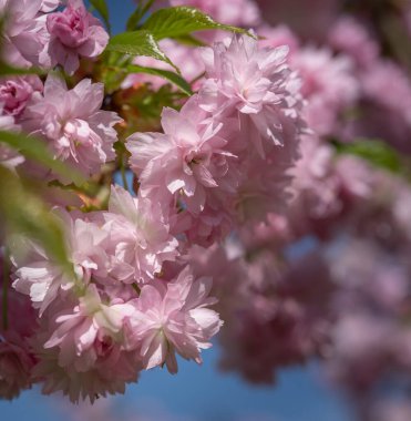 Sakura güzel kiraz çiçekleri baharda.