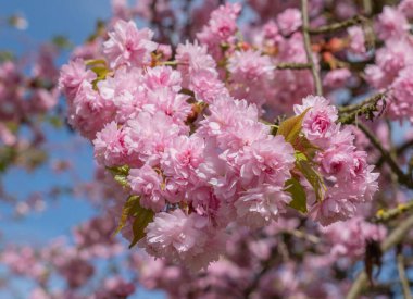 Sakura güzel kiraz çiçekleri baharda.