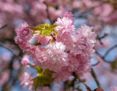 Sakura güzel kiraz çiçekleri baharda.