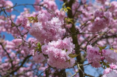 Sakura güzel kiraz çiçekleri baharda.