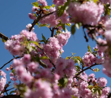 Sakura güzel kiraz çiçekleri baharda.