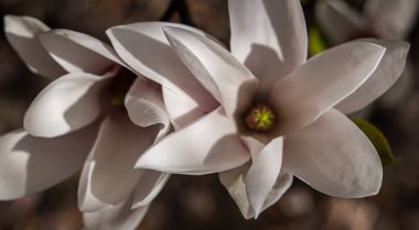 Manolya çiçekleri, ilkbaharda güzel çiçekler.