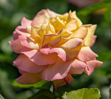 Sarı pembe gül. Yakın çekim.