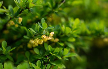 yeşil yaprak zemin üzerine sarı bahar çiçekleri.