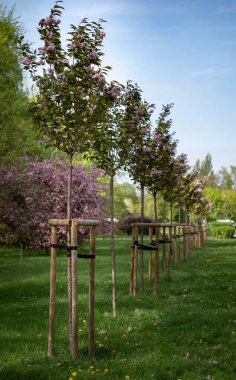 Parkta yeni dikilmiş ağaçlar.