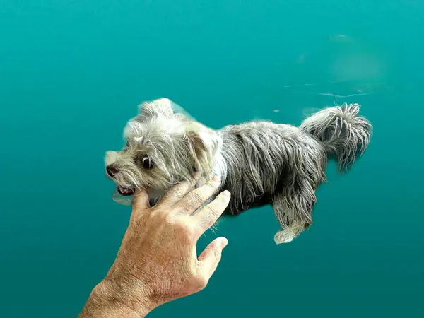 Şirin köpek dişlemeleri sahiplerini oyalıyor elleri yeşil arka planda.. 