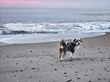 Güneşin doğuşunda Florida sahilinde sabah rutinlerinde yürüyen tatlı şortlu..