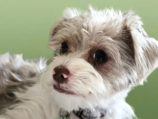 Sahibini izlerken duygularını gösteren sevimli köpek portresi.