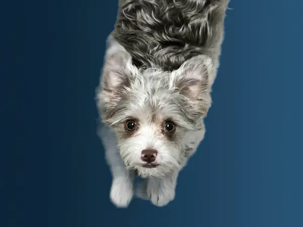 Mavi arka plandaki şirin köpek sahibini izliyor..