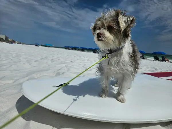 Köpeği sahilde sörf tahtasıyla gezdirmek.. 