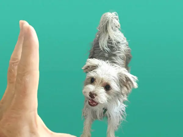 Yeşil arka planda şirin bir köpek yavrusu. Sahiplerinin el eğitimi derslerine verdiği tepki.. 