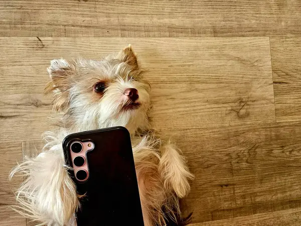 Şirin köpek evcil hayvan selfie 'si çekiyor. Ahşap arka planda cep telefonu kullanıyor.. 