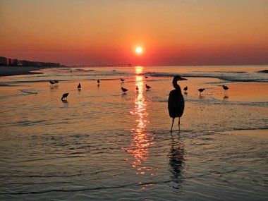 Beach landscape in early morning at golden hour with silhouetted heron and seagulls searching for food on Florida coast. 