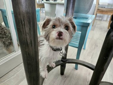 Evdeki sehpanın altında duran sevimli köpek duygu yüklü sahibine bakıyor..