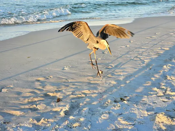 Sahilde kanatları açık koşan büyük mavi balıkçıl karaya oturmuş balığı arıyor..