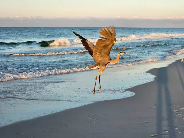Büyük mavi balıkçıl sabahın erken saatlerinde Florida sahillerinde uçuyor.. 