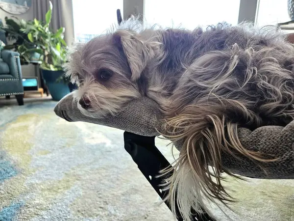 Cute house dog resting on recliner foot rest at home getting sleepy and ready for a nap.